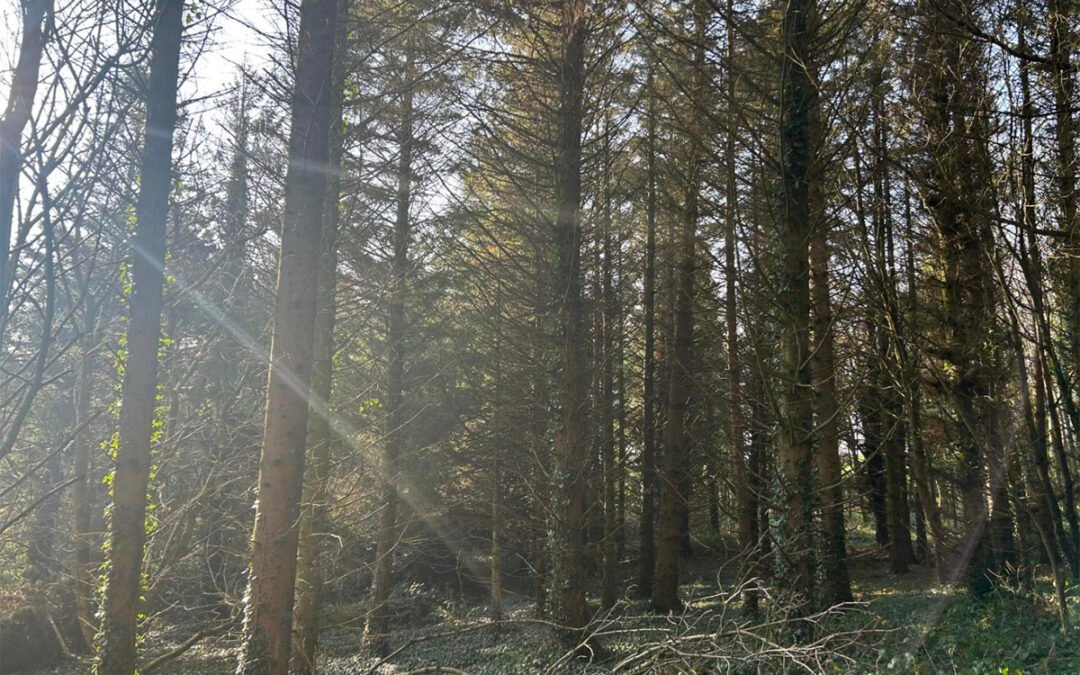 Wednesday, April 30, Minnowburn,  Belfast
