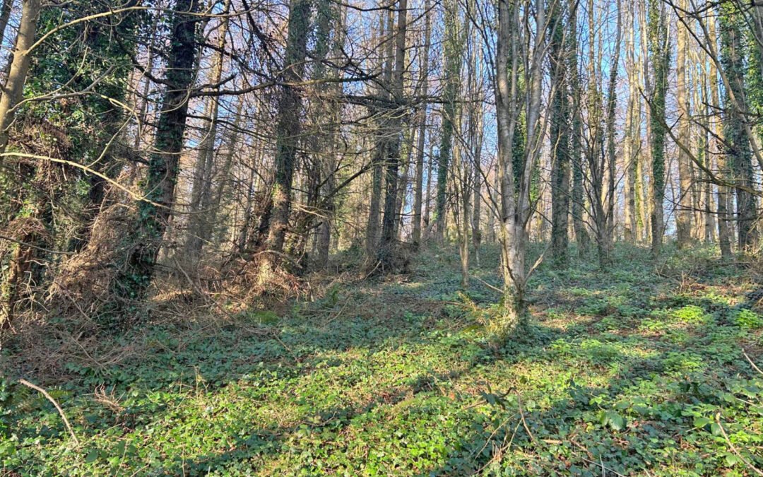 May 20, Finnebrogue Woods, Downpatrick